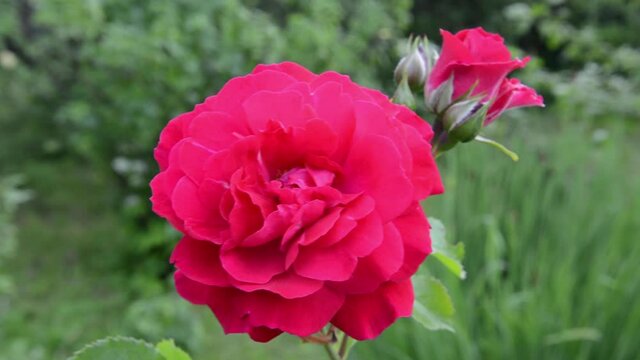 Red rose flower with bud on the wind. High quality FullHD video footage