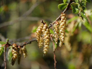 Beech Blossoms
