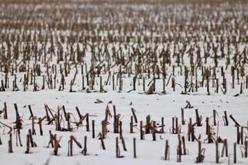 Fototapeta premium Winter Hiking Along Seym Regional Landscape Park
