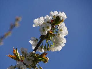 Blooming Morello Cherry Tree