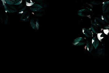 Tropical leaf on dark background - 408364733