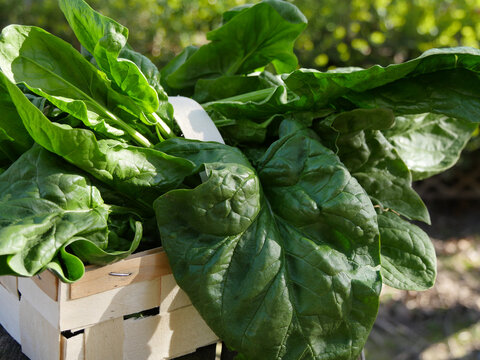Fresh Spinach From Vegetable Garden