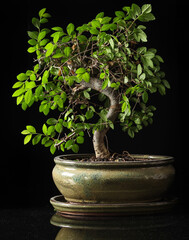 A cool portrait of a bonsai tree