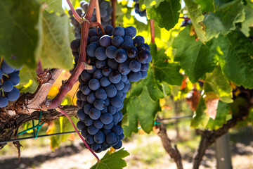 Fototapeta premium black grapes in the vineyard