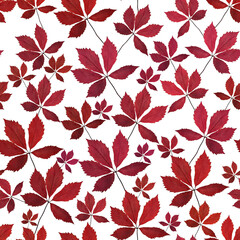 Seamless pattern. Red leaves of wild grapes on a white background. Bright autumn pattern.