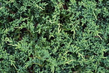 Leaf green plant  texture closeup. Background wood.