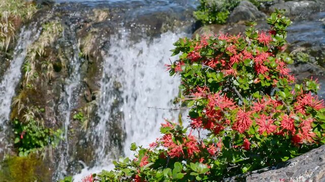 Slow motion of a Chilean fire bush flower, Embothrium coccineum with waterfall behind, Patagonia