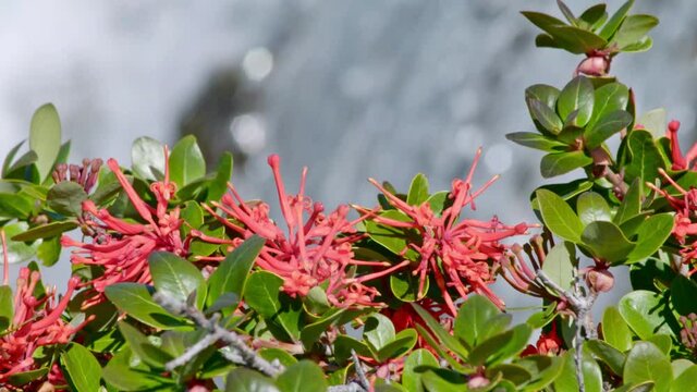 Slow motion of a Chilean fire bush flower, Embothrium coccineum with waterfall behind, Patagonia