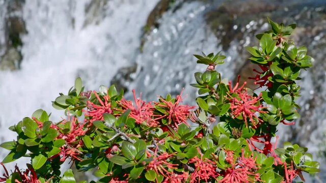 Slow motion of a Chilean fire bush flower, Embothrium coccineum with waterfall behind, Patagonia