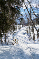 snow walking in the beautiful winter forest on a sunny day with view of the alps