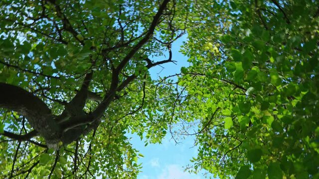 bottom view of trees, branches and leaves against blue sky in park