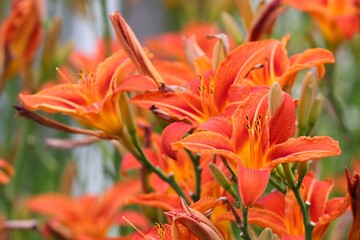 orange Blüten einer Feuerlilie © Manfred Richter