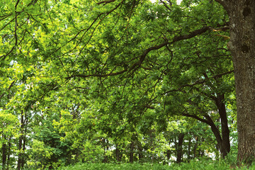 Green oak forest. Summer natural background. Majestic forest after the rain. The concept of freshness, unity with nature, walking in the park. Dense greenery, no light, cloudy day.Landscaping of parks