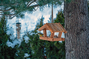 a greenfinch perched at a bird feeder in winter