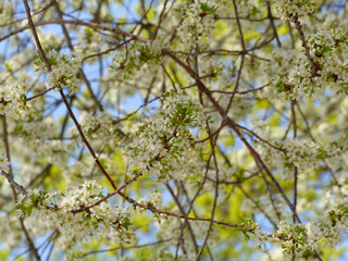 Tree Blossom, Ornamental Tree