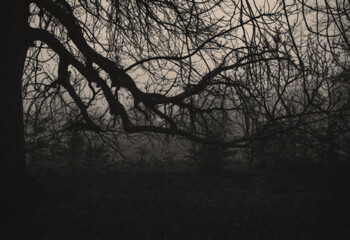 Ancient Stone Wall in Irish Countryside