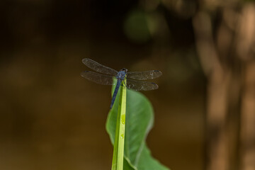 Dragonfly resting on a aquatic plant