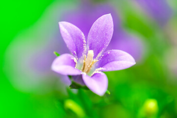 beautiful softly Bluebell close-up with green background