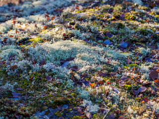 clump of Cladonia rangiferina,(Reindeer lichen, Reindeer moss ,Caribou moss) on the forest floor
