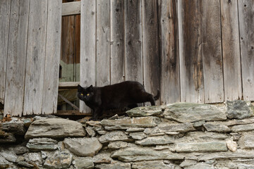 Black Cat Lurking In The Old Woodshed