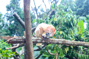 the white parrot on the tree