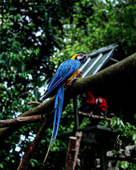 blue and yellow macaw