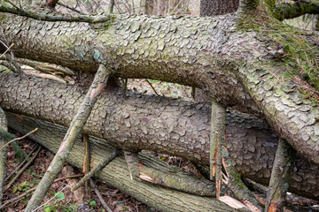 Three trees fell on each other after a windfall