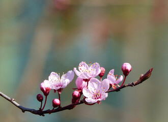 Ornamental Tree, Pink Tree Blossoms, Flowering Branch