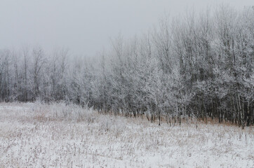 Hoarfrost covered trees on a foggy winter morning at Assiniboine Forest in Winnipeg, Manitoba, Canada