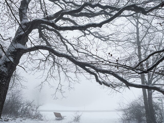 Fototapeta na wymiar branch of a snowy tree over a bench in a winter wonderland with fog