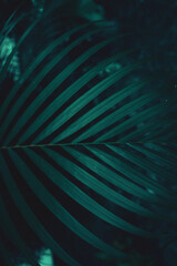 Zbliżenie na tropikalny egzotyczny liść palmy. - obrazy, fototapety, plakaty