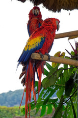 Red Macaw or Ara cockatoos parrot