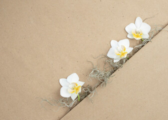 Brown paper background for signs or invitations with moss and white orchid blossoms from above