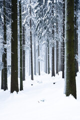 Winter forest in January