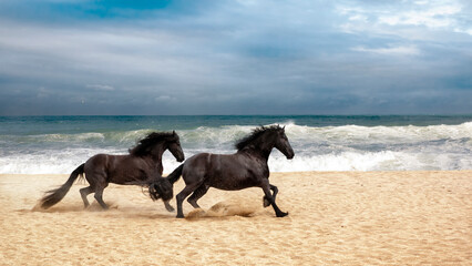 Horses on the beach © salvadorsabater