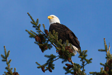 bald eagle in a tree 