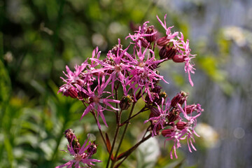 Lychnis flos-cuculi, Kuckucks-Lichtnelke