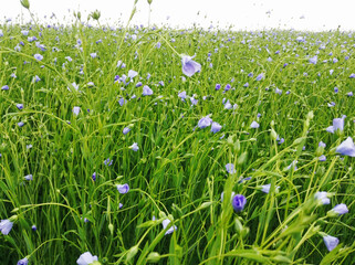 Fototapeta premium Field of blooming, blue flax blooming in a farm field, linen field