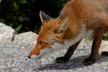 Red Fox (Vulpes vulpes) in the mountains of Corsica, France