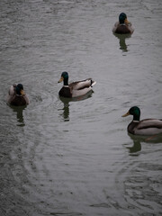 Canard dans le bassin de la ville de Tullins 2