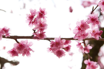 Plakat pink cherry blossom