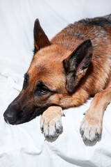Cute domestic dog lies with its paws folded in front of its muzzle. Charming black and red German Shepherd lies on white blanket resting and posing.