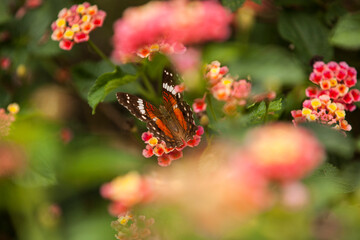red and yellow flowers