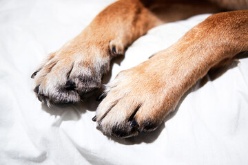 The German Shepherds legs are stretched out on white sheet. Red dog paws with black claws on white...