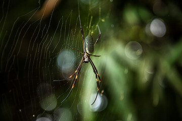 spider on the web
