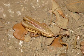 Mediterranean Mantis (Iris oratoria)
