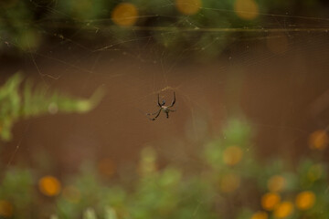 spider on the web