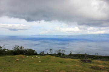 Azores landscape, Pico island, view to Sao Jorge island, cows outdoors, no people.