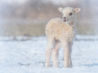 cute newborn lamb on a farm - close up - early spring