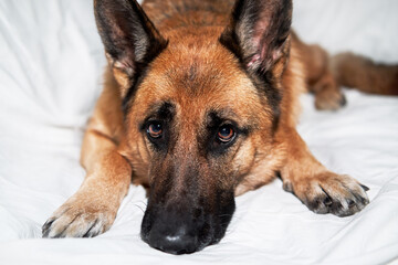 Cute domestic dog lies with its paws folded in front of its muzzle. Charming black and red German Shepherd lies on white blanket resting and posing.